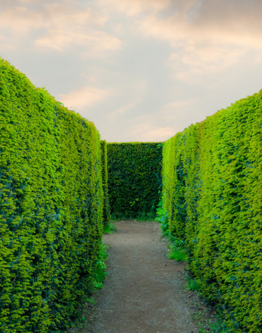 hedges 1